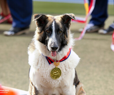 Firefly-Sheep-dog-wearing-medal-at-public-ceremony-50222